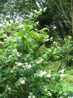 Besuch von Privatgärten auf Jersey