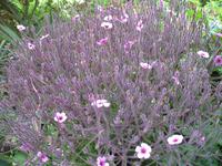 Besuch von Privatgärten auf Jersey