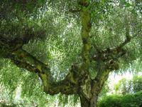 Besuch von Privatgärten auf Jersey