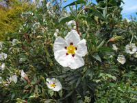 Besuch von Privatgärten auf Jersey