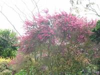 Besuch von Privatgärten auf Jersey