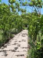 Besuch von Privatgärten auf Jersey