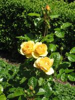 Besuch von Privatgärten auf Jersey