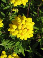 Besuch von Privatgärten auf Jersey