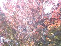 Besuch von Privatgärten auf Jersey