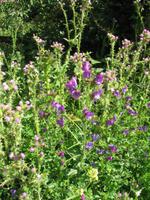 Wanderung St Aubin's Bay zum La Corbière und St Brelade's Bay auf Jersey