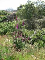 Wanderung St Aubin's Bay zum La Corbière und St Brelade's Bay auf Jersey