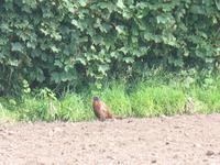 Wanderung St. Aubin's Bay zum La Corbière und St. Brélade's Bay auf Jersey