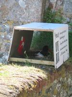 Elizabeth Castle auf Jersey