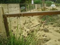 Erdmännchen im Durell Tierpark