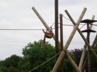 Ein Orang Utan bei Kletterübungen 