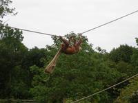 Orang Utan in Ertüchtigung