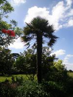 Palmenartige Pflanze 