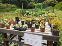 Pflanzen zu verkaufen