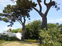 Tolle Schaukel auf Sark