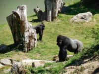 Durrell Wildlife Conservation Trust