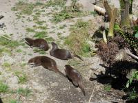 Durrell Wildlife Conservation Trust