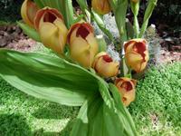 Eric Young Foundation