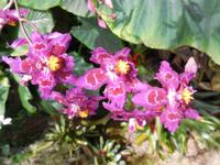 Eric Young Foundation