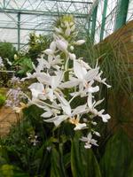 Eric Young Foundation