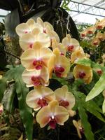 Eric Young Foundation