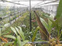 Orchideenzucht 