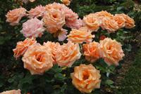 Garten der Seigneurie