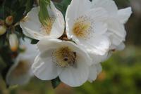 Blumen im Garten Seigneurie
