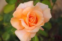 Blumen im Garten Seigneurie