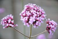 Blumen im Garten Seigneurie