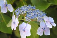 Tellerhotensie - Garten Seigneurie