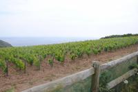 Weinberg auf der Insel Sark