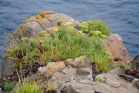 Alter Hafen Sark - Spiel der Natur