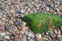 Stein - vom Meer geformt Bouley Bay