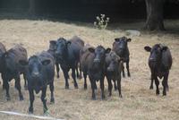 Mischlingssorte der Jersey-Kuh