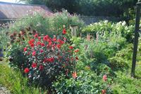 Garten von Mr. Miles