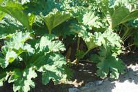 Garten von Mr. Miles