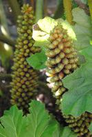 Garten von Mr. Miles