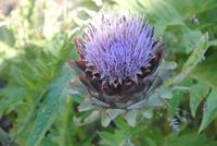 Garten von Mr. Miles - Antischocke