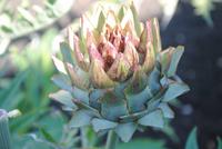 Garten von Mr. Miles - Antischocke