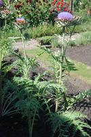 Garten von Mr. Miles