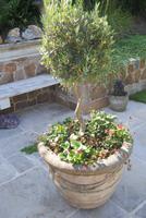 Garten von Mr. Miles