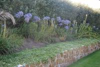 Garten von Mr. Miles