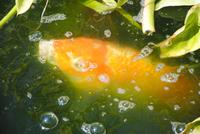 Kois - im Teich von Mr. Miles