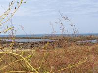 Blick aufs Meer - Guernsey