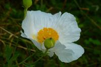Californische Mohnblume