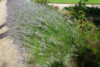 Gartentour - Lavendel