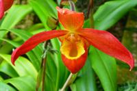 Eric Young Orchid Foundation