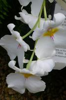 Eric Young Orchid Foundation
