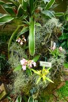 Eric Young Orchid Foundation